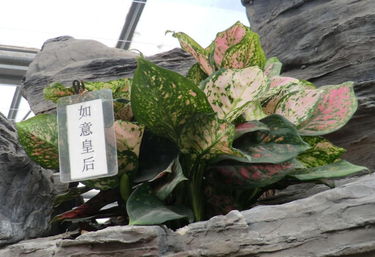 北京世界花卉大觀園 精品花卉廳的絢麗之旅