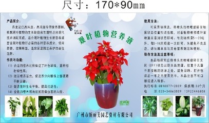 為什么室內(nèi)的綠植越長(zhǎng)越黃？一瓶萬(wàn)能“營(yíng)養(yǎng)液”拯救你的小盆栽